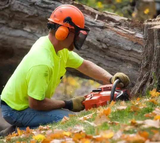 tree services Cheboygan